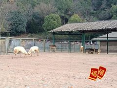 -无锡动物园·太湖欢乐园