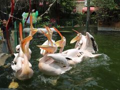 -灵玲国际马戏城