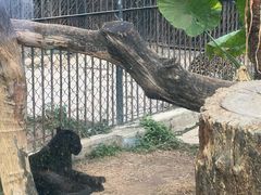 -深圳野生动物园