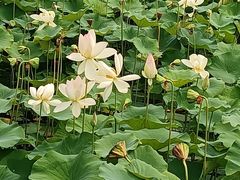 -莲花池公园