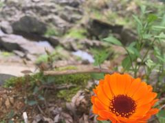 -鹿亭中村