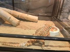 -FAIRYLAND龙族星球主题餐厅(凯丹广场店)