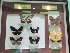 -上海昆虫博物馆