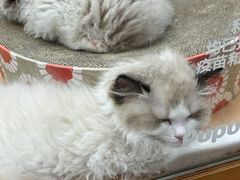 -帕帕拉兹宠物(亚洲旗舰店)