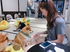 -逗柴咖啡屋·狗咖猫咖宠物桌游