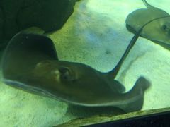 -瑞普利水族馆