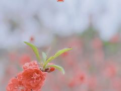 -南国桃园旅游度假区