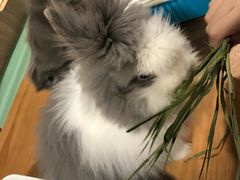 -藦茜花园宠物主题亲子互动体验馆(国顺东路店)