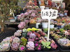 -平吉花卉市场