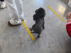 -pd派德宠物中心医院24H急重症·眼科中心·血液透析中心(嵩山北路店)