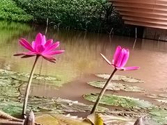 -云溪植物园