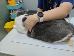 -伟伟宠物医院·瑞派猫友好医院·猫科(光谷店)