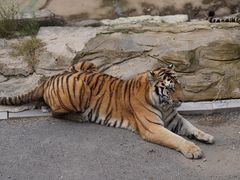 -大连森林动物园