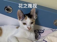 -瑞派动物医院·猫专科·至诚(江南中分院)