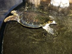 -青岛海底世界-水族馆