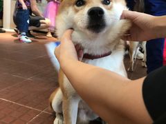 -柴犬高等学院·狗咖·柴犬售卖·宠物训练