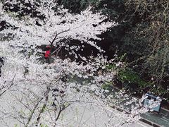 -武汉大学-樱园