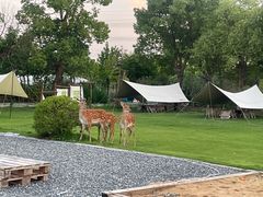 -不觉晓CAMPING(上海迪士尼营地店)