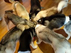 -Husky Go! 哈士奇体验馆·宠物咖啡厅狗咖