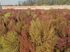 -天津东丽湖风景区