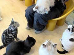 -有喵·猫咖·狗咖·30几只猫10只小狗(岗厦店)