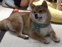 -逗柴咖啡屋·狗咖猫咖宠物桌游