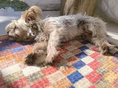 -安德鲁户外烧烤帐篷营地(马泉营店)