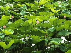 -荔湾湖公园