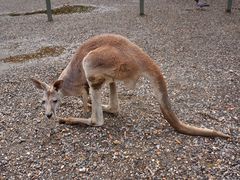 -可伦宾野生动物保护区
