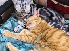 -李小姐の猫咖啡馆(五角场店)