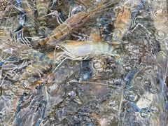 -芭提雅海鲜市场