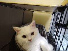 -瑞鹏宠物医院·骨科·猫科·内科(第一中心)
