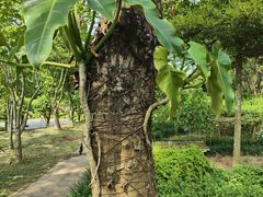 -东莞植物园