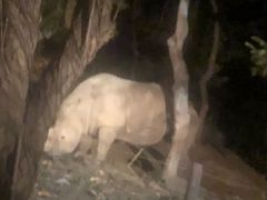 -清迈夜间动物园