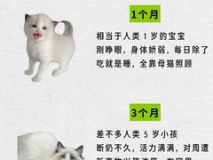 -翊宠yipet猫狗购宠庄园犬舍•猫舍