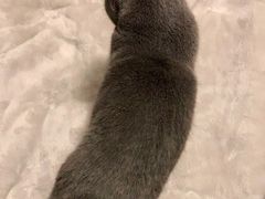 -守诺宠物医院·眼科· 特色牙科·异宠专科(虹口店)