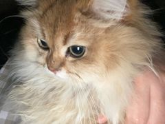 -欣宠猫屋·矮脚拿破仑·蓝金金渐层