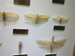-上海昆虫博物馆