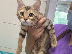 -北京观赏动物医院·24小时大型综合·猫专科·异宠专科