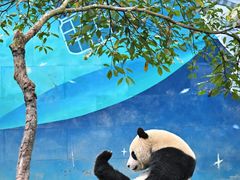 -中国大熊猫保护研究中心雅安碧峰峡基地