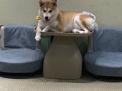 -逗柴咖啡屋·狗咖猫咖宠物桌游
