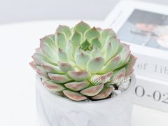 -弗劳尔花艺坊(龙涛店)