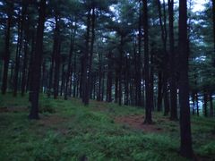 -黄椅山火山森林公园