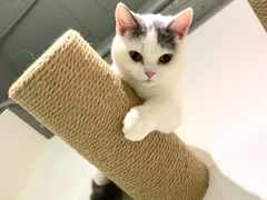 -Heymao猫咖.咖啡厅(东门店)