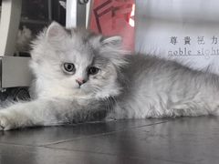 -伟伟宠物医院·瑞派猫友好医院·猫科(光谷店)