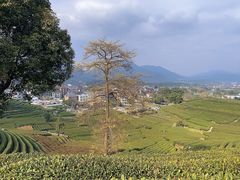 -龙坞茶村