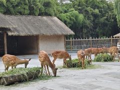 -金沙遗址博物馆