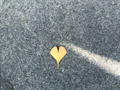 -三里屯东五街银杏大道