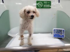 -瑞派·关忠动物医院·猫专科·犬专科(三环新城店)