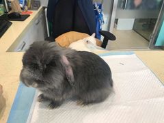 -雨林宠物医院 非犬猫异宠专科